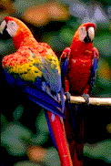 Bouncing Scarlet Macaws / Premium Parrots