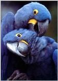 Hyacinth Macaws / Premium Parrots