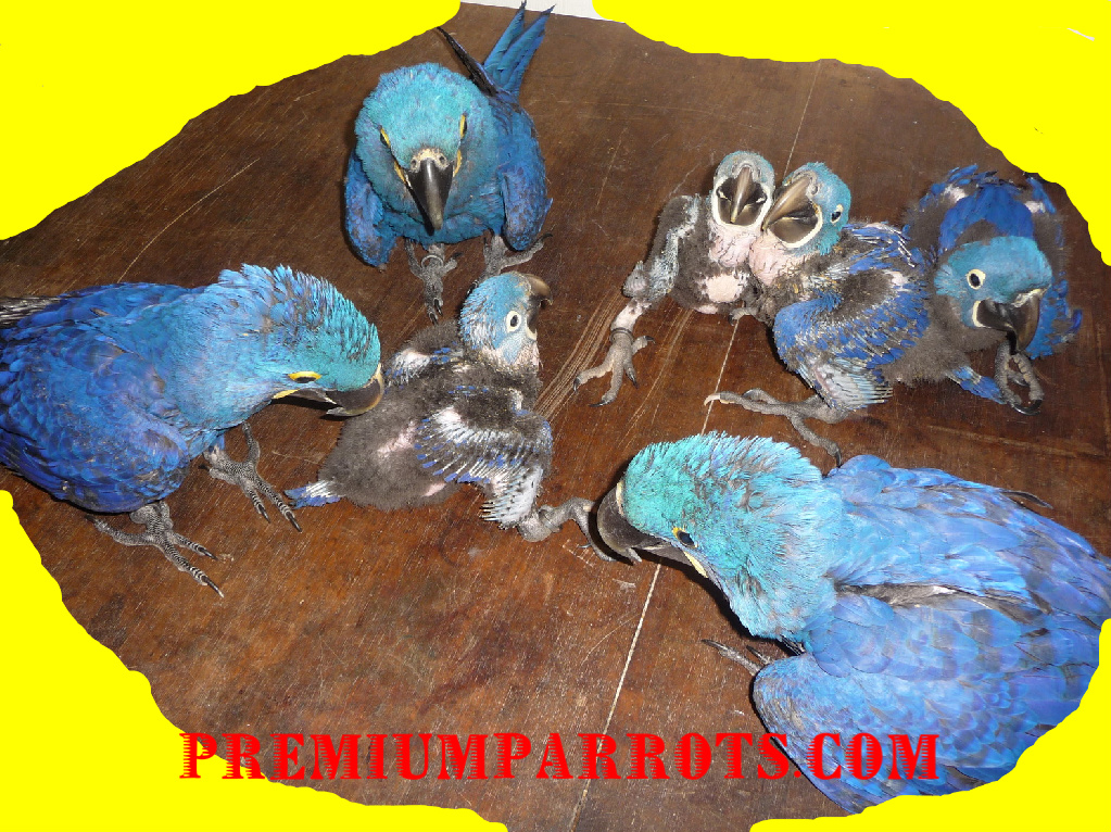 Hyacinth+macaws+for+sale