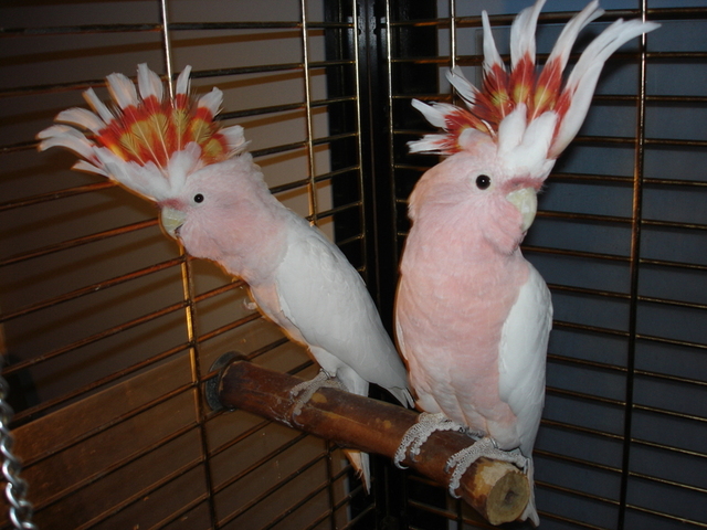 Major Mitchell Cockatoo Pair / Premium Parrots