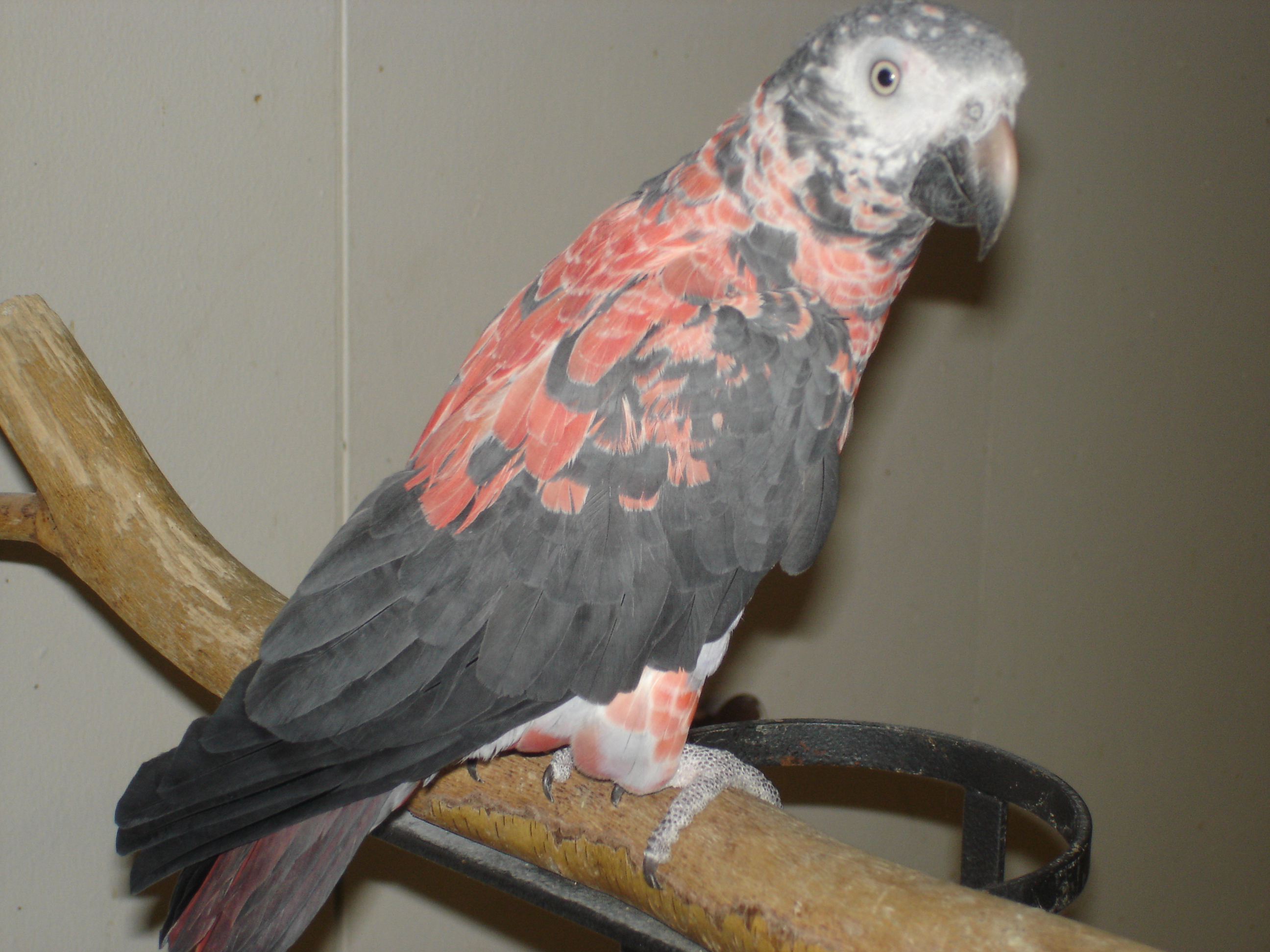 Pink Timhen Hen / Premium Parrots