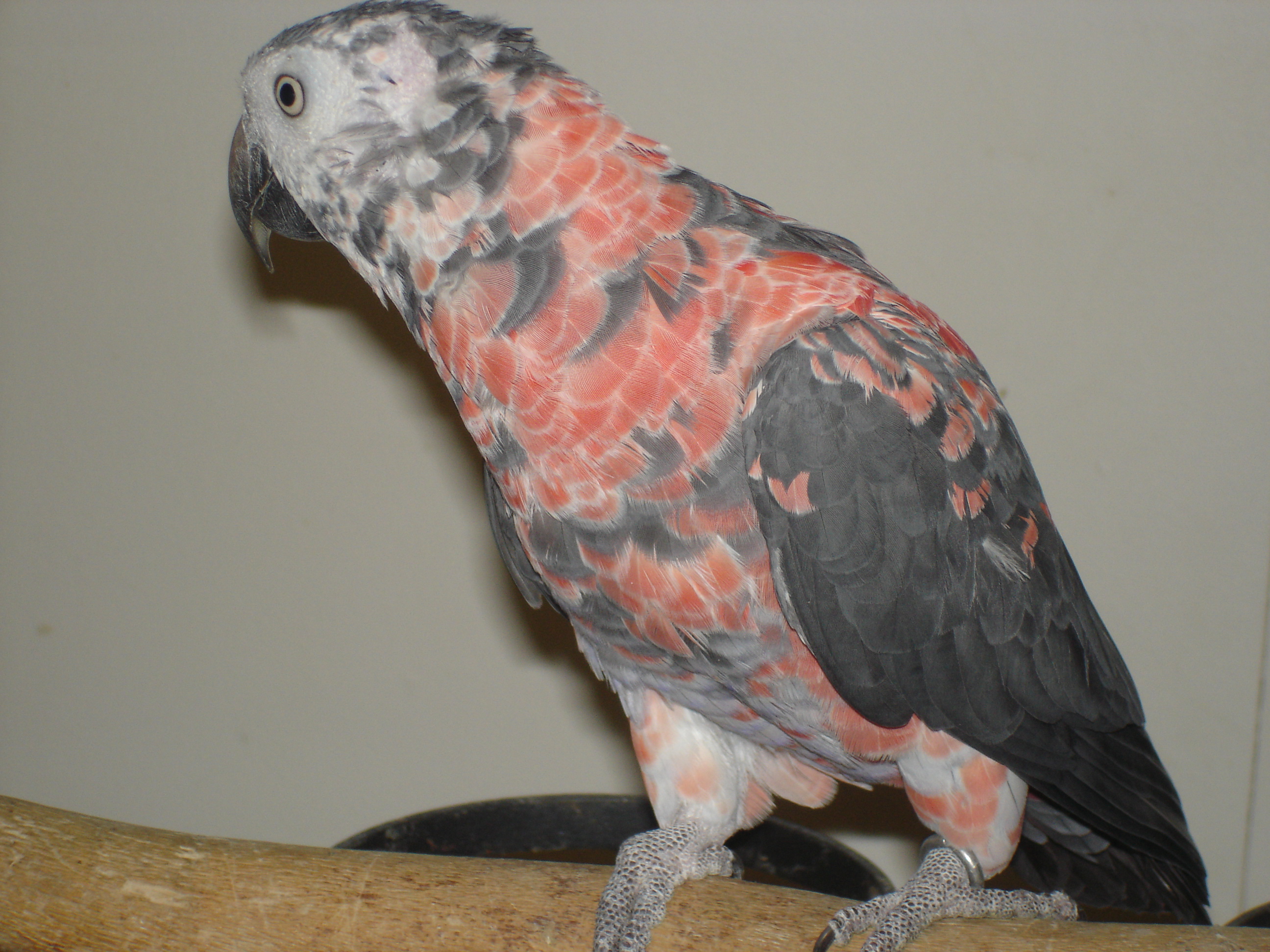 Pink Timneh Hen / Premium Parrots