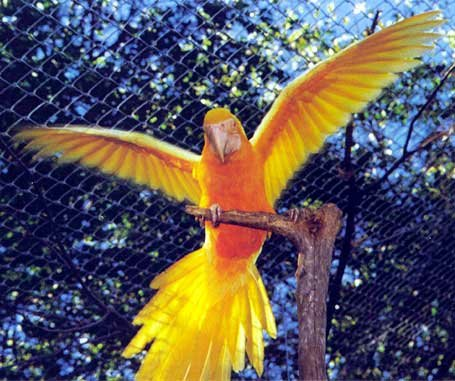 Very Rare Yellow Macaw / Premium Parrots