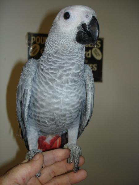 Baby Congo /Premium Parrots / Care