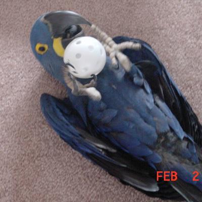 Baby Hyacinth Information / Premium Parrots