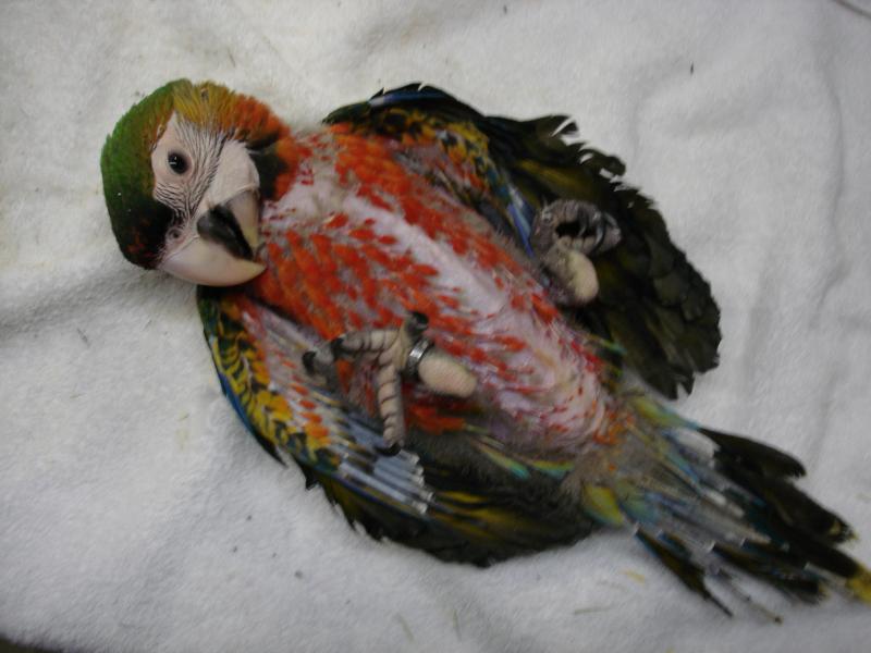 Rare Rubalina Macaw Baby / Premium Parrots