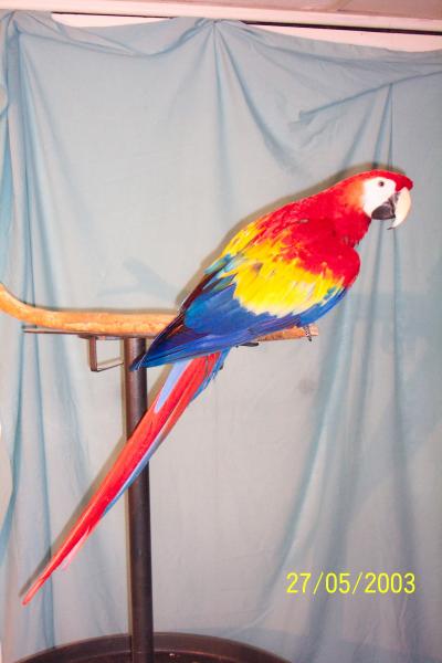 My Pet Scarlet Baron / Premium Parrots