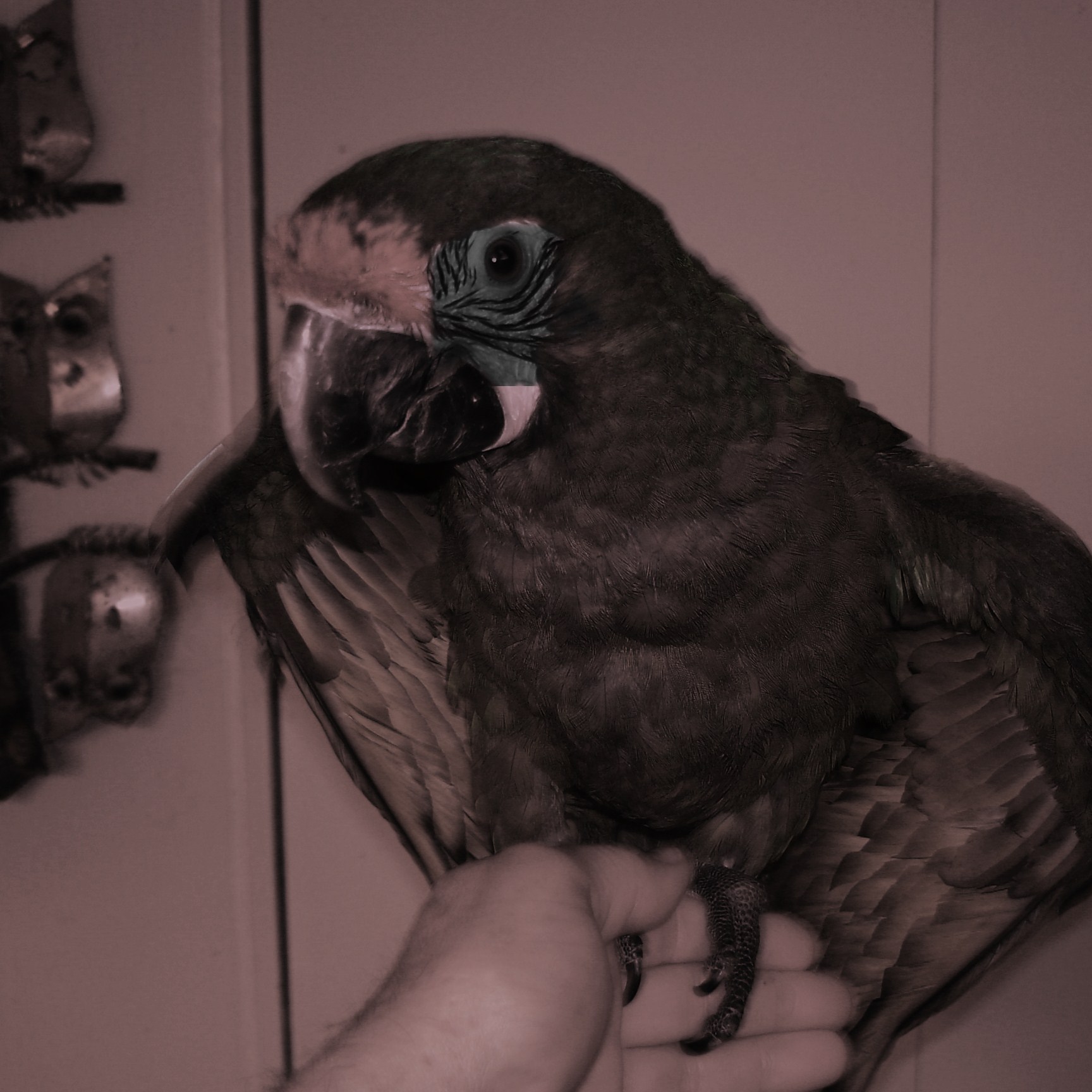 Rare Charcoal Macaw / Premium Parrots