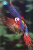 Hyacnith Macaw Babies For Sale / Premium Parrots