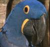 Hyacinth Macaw / Premium Parrots