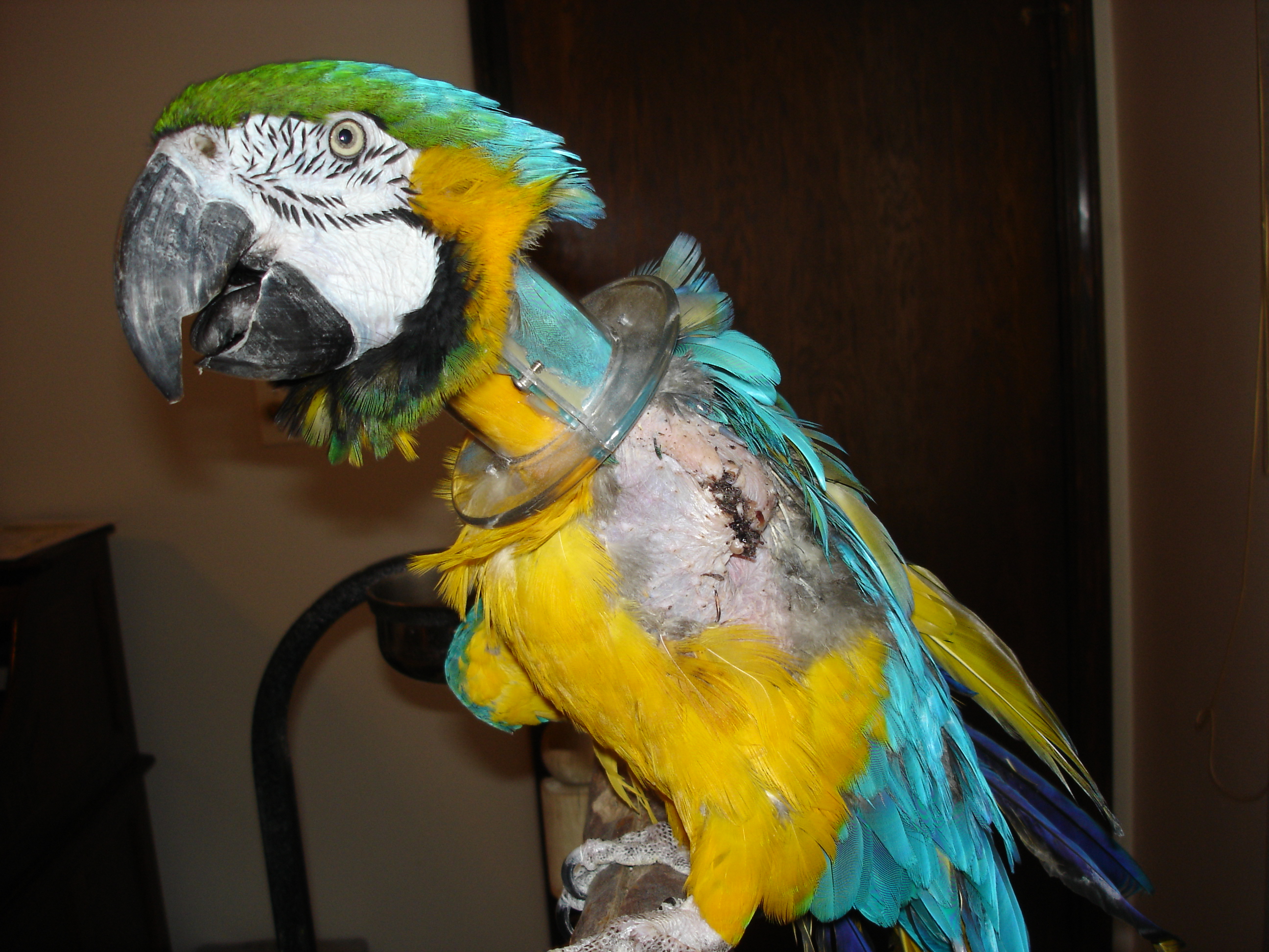 Keates After His Operation / Premium Parrots
