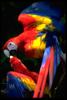 Kissing Scarlet Macaws / Premium Parrots