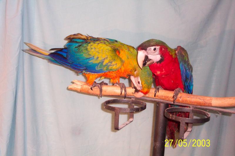 Rubalina Babys / Premium Parrots