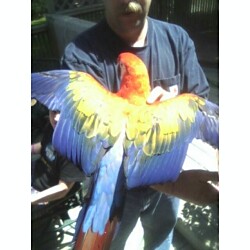 Rare Rubalina Macaw Baby / Premium Parrots