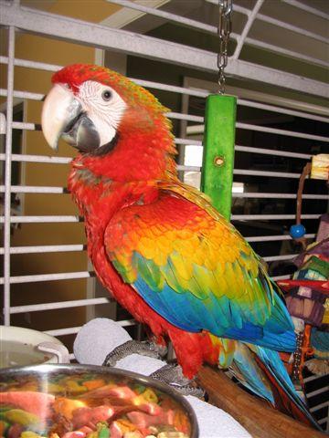 Rubalina Baby / Premium Parrots