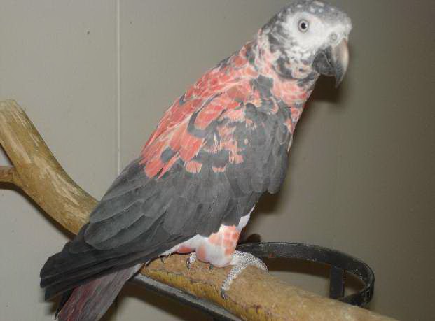 Macaws+for+sale