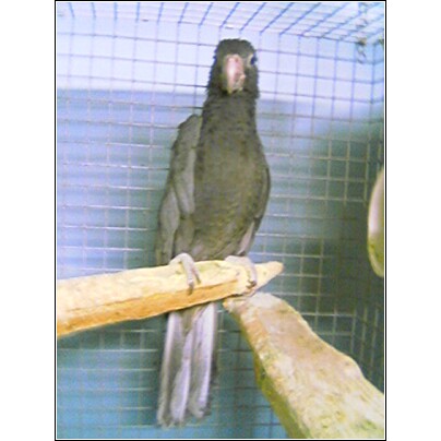 Rare Vasa Parrot / Premium Parrots