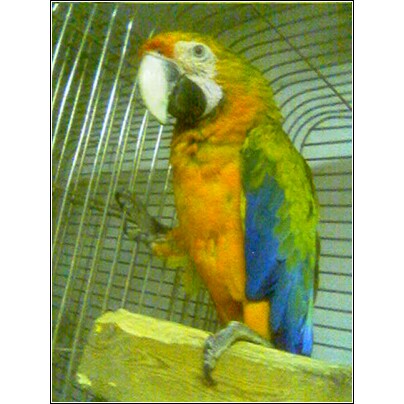 Rare Rubalina Macaw Baby / Premium Parrots
